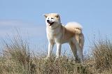 AKITA INU 195